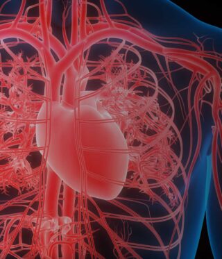 Medical illustration of the human circulatory system showing the heart and a network of blood vessels throughout the chest and upper body.